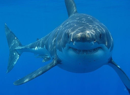 White shark