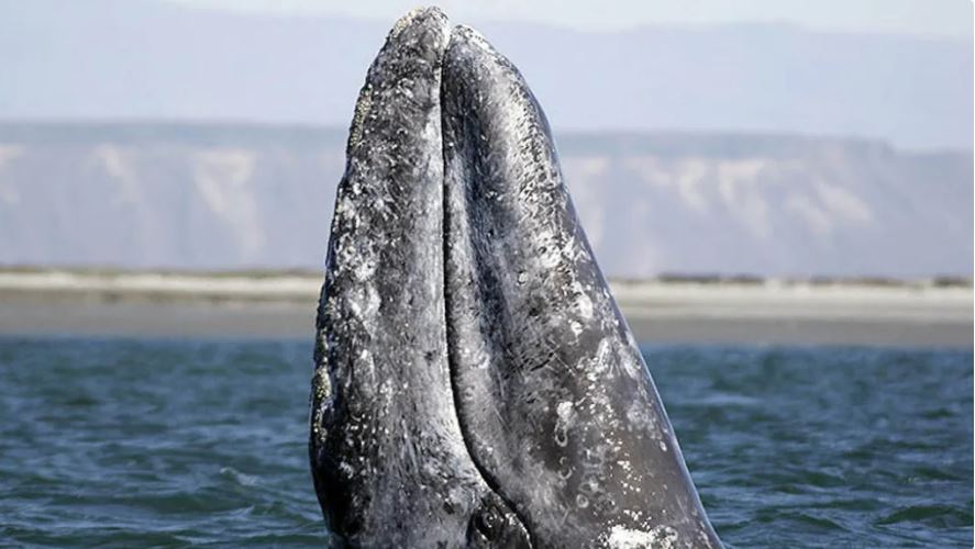 gray whale