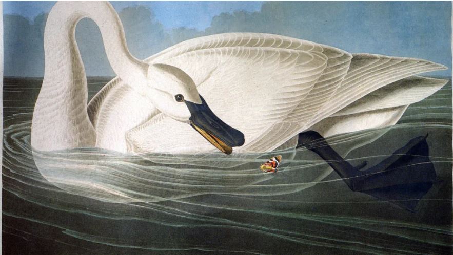 John James Audubon Drawn from Nature