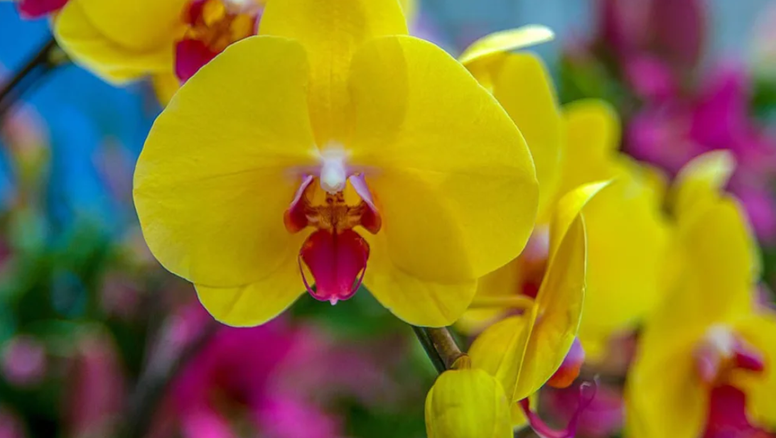 wild_orchid