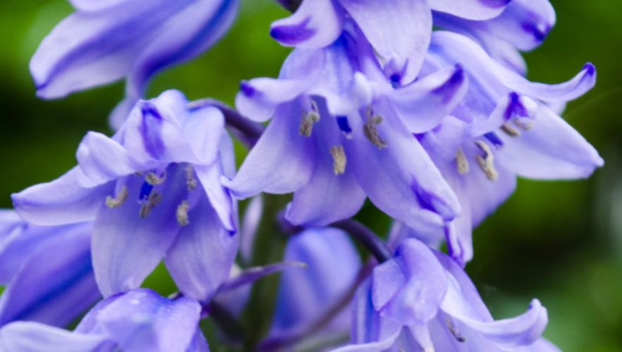 Bluebell tea and garden tour