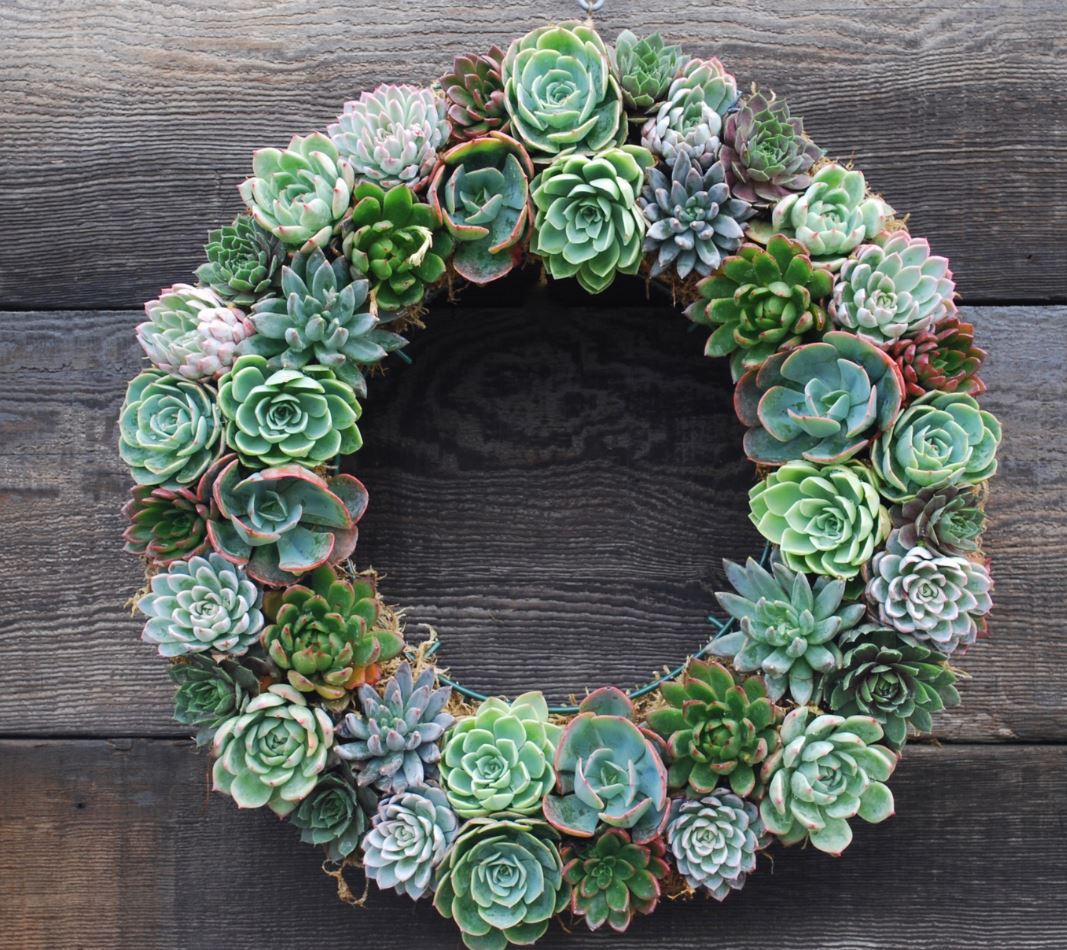 Succulent wreath