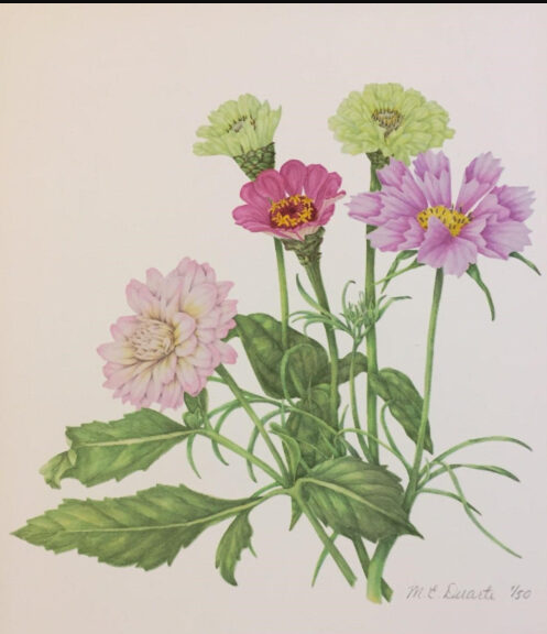 Botanical Illustration Workshop