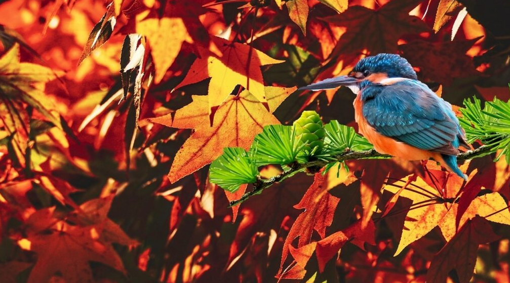 Bird walk and talk