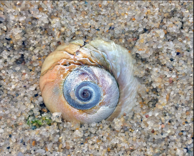 seashell in sand