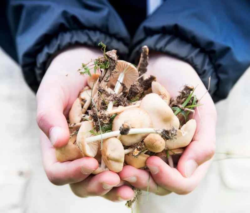 Mushroom Foraging