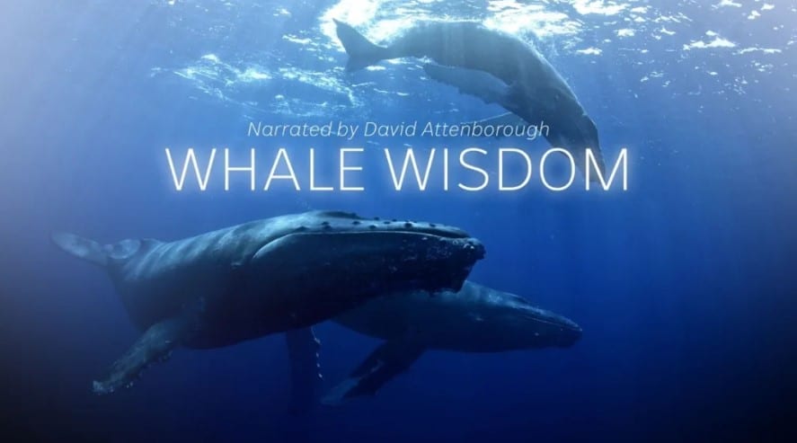 Whale Wisdom