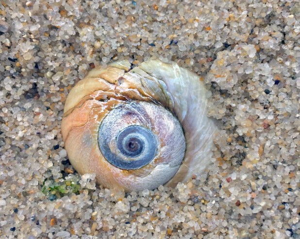 seashell