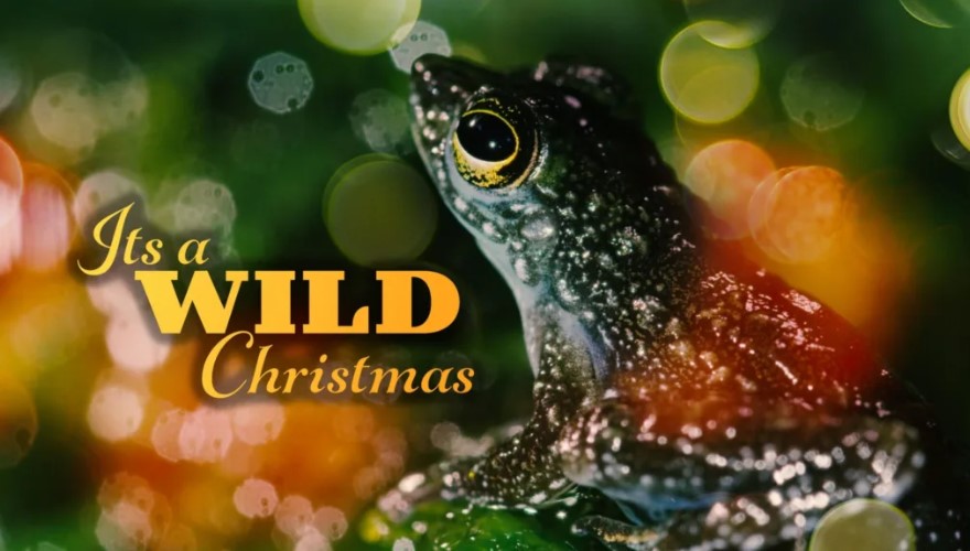 wild christmas