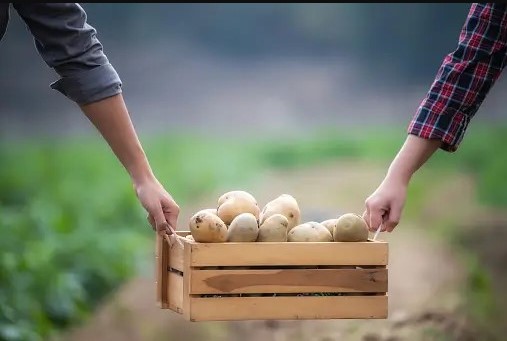 potatoes in basket