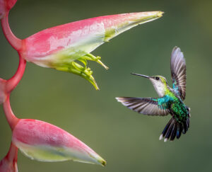 humming bird and flower