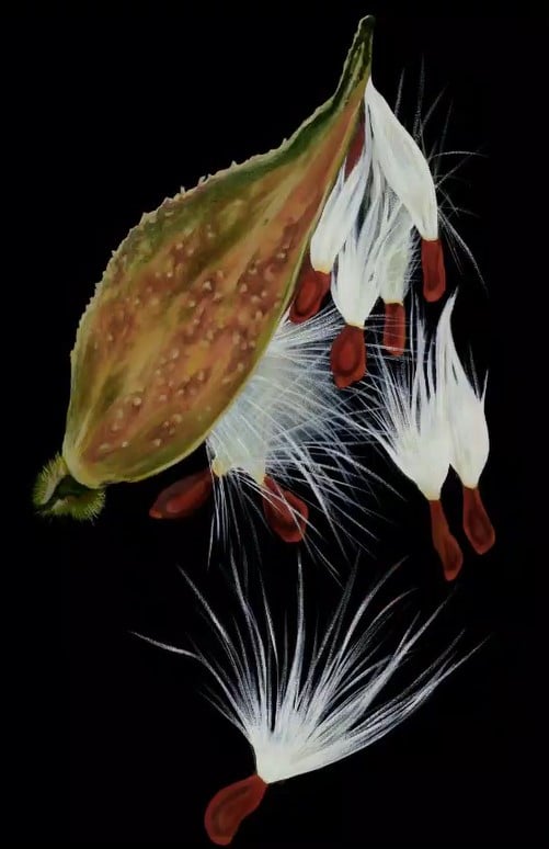 sandra jean ceas art