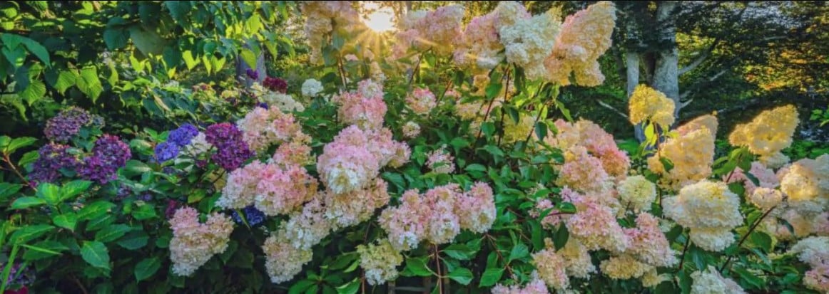HMG_drip_irrigation hydrangeas