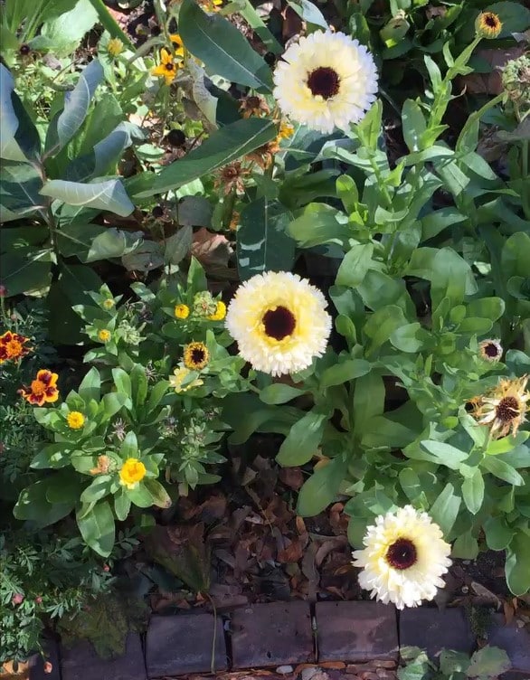 brewster_flower_workshop flowers in garden